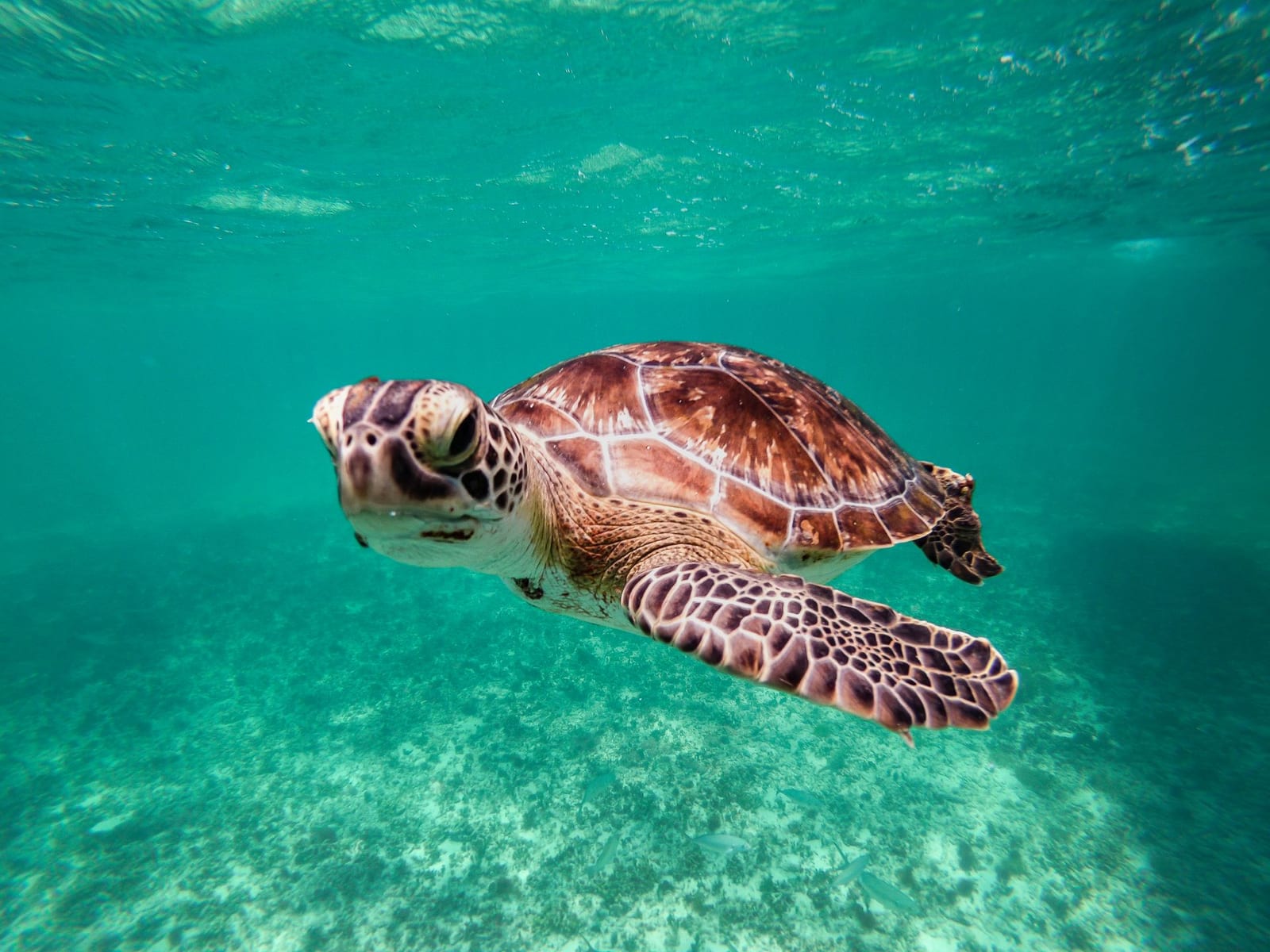 Tortue verte nageant dans l'eau turquoise des Caraïbes