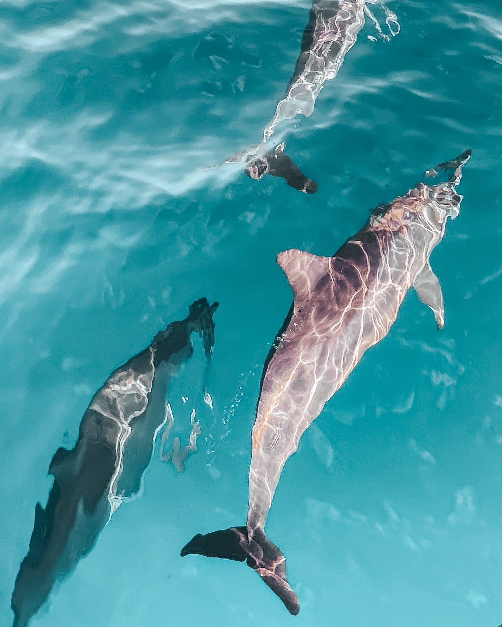 Delfines nadando en agua turquesa del Caribe