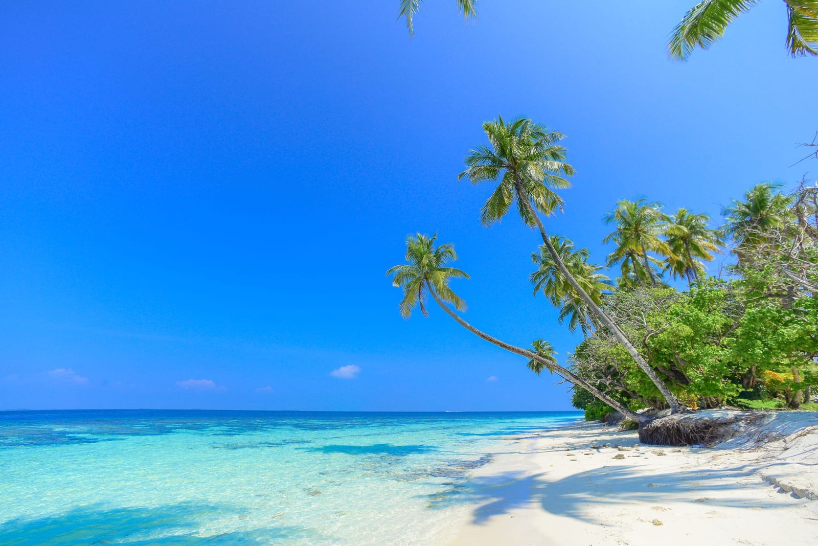 Playa caribeña con palmeras y agua turquesa