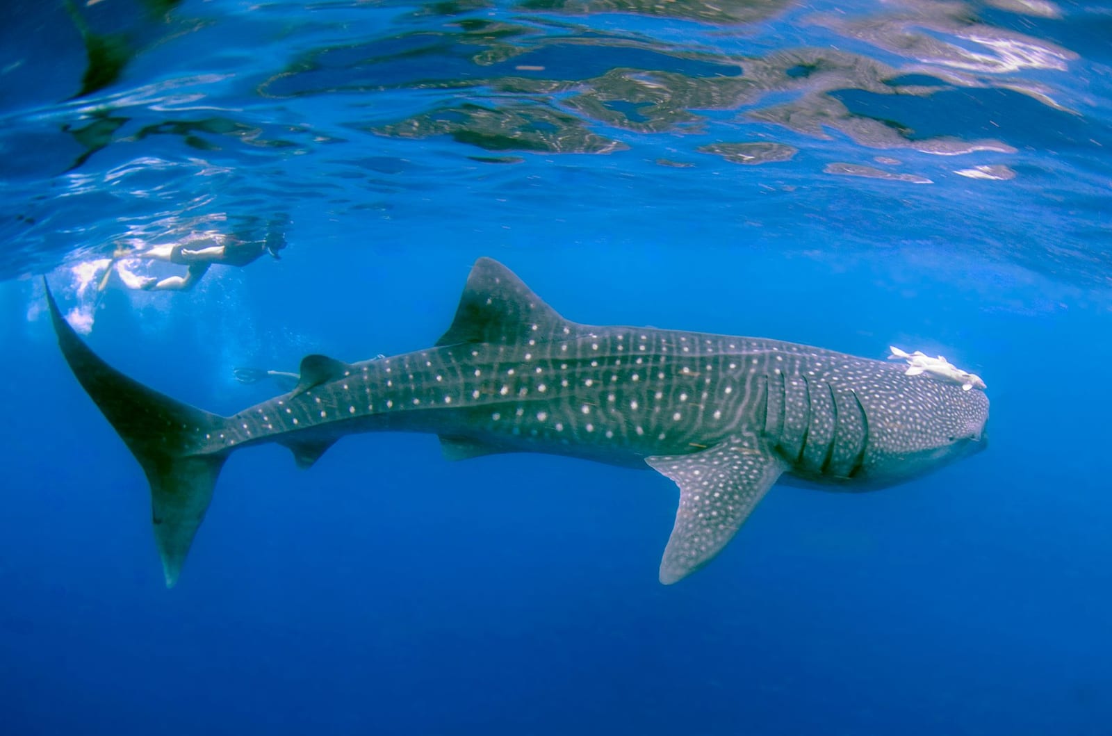Whale shark swimming near the surface in blue water